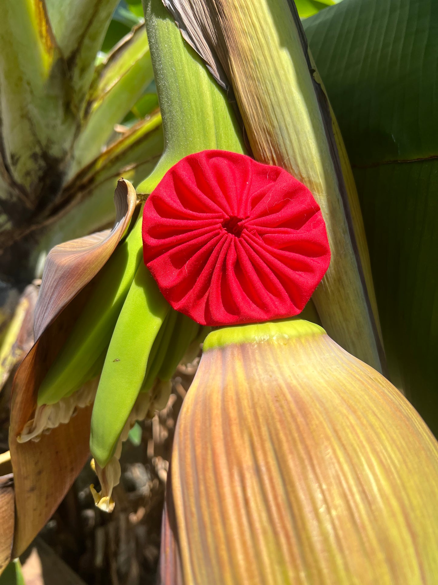 Adopta rositas para la bandera puertorriqueña